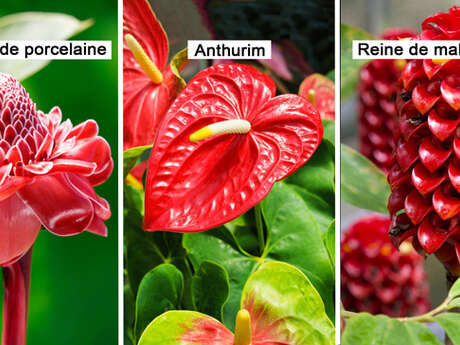 Rose de porcelaine / Anthurium / Reine de Malaisie