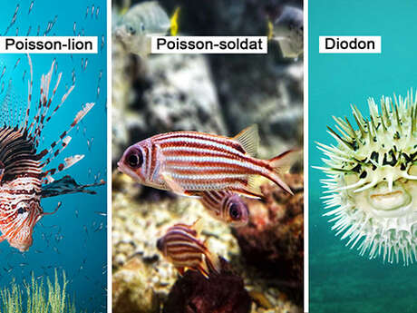 Poisson-lion / Poisson-soldat / Diodon