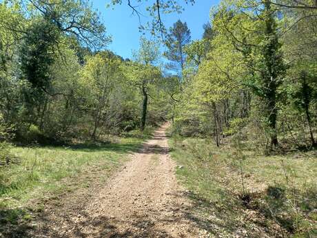 Les singles du bois de la Lare Les singles du bois de la Lare