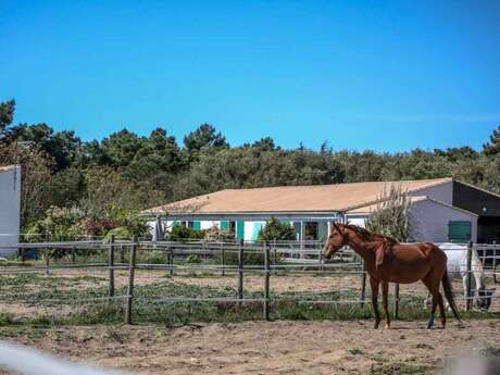 BALADE EN FORÊT (DÉBUTANT ET CONFIRMÉ) ET BALADE SUR LA PLAGE (CONFIRMÉ UNIQUEMENT) PAR EQUIPASSION BALADE EN FORÊT (DÉBUTANT ET CONFIRMÉ) ET BALADE SUR LA PLAGE (CONFIRMÉ UNIQUEMENT) PAR EQUIPASSION