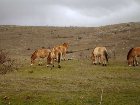 ASSOCIATION TAKH - CHEVAUX DE PRZEWALSKI