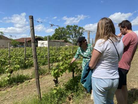 Visite du vignoble du Château de Sabazan