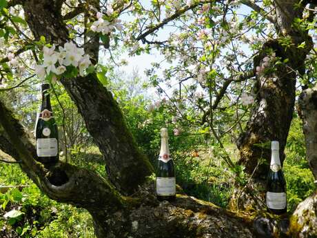 Champagne Perron Beauvineau