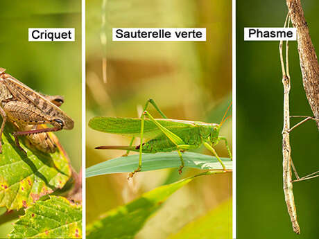 Criquet / Sauterelle verte / Phasme