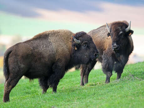 Rêve de Bisons Rêve de Bisons
