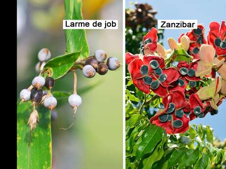 Larme de job / Zanzibar / Liane réglisse