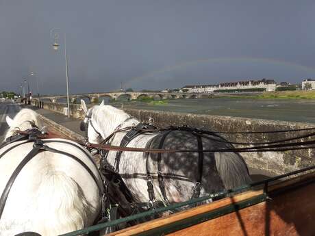 Horse-drawn carriage rides