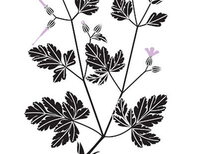 Exposition « Herbier d’Émilie Vast »