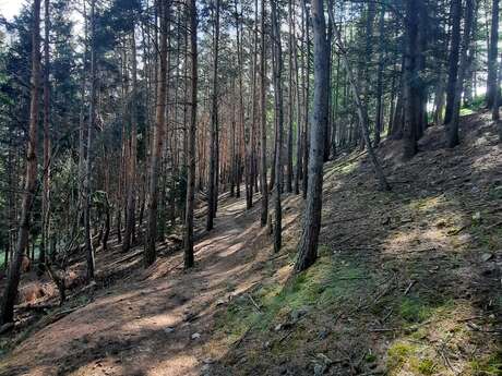 PR 83 - Le Sentier du Bosquet