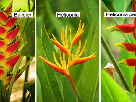 Balisier / Heliconia / Heliconia pendula