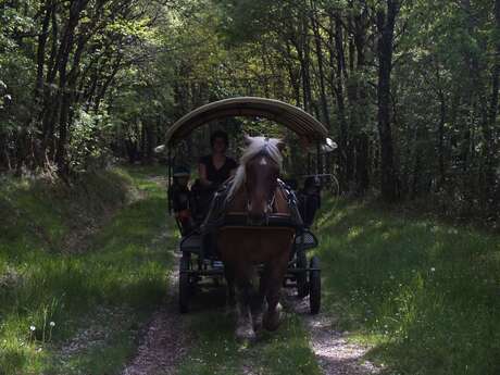 CIRCUIT NATURE EN ATTELAGE