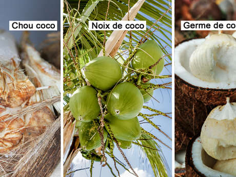 Chou coco / Noix de coco / Germe de coco
