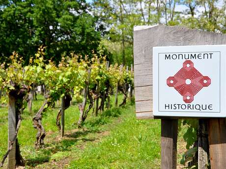 Visite de la vigne inscrite aux Monuments Historiques