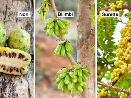 Noni / Blimbing / Indian jujube