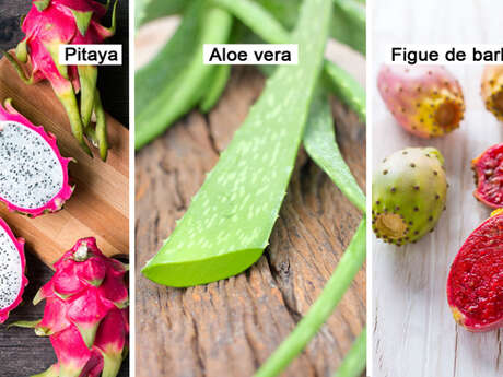 Dragon fruit / Aloe vera / Prickly pear