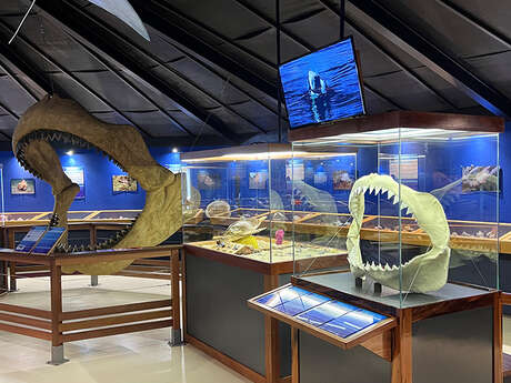 Sea Museum