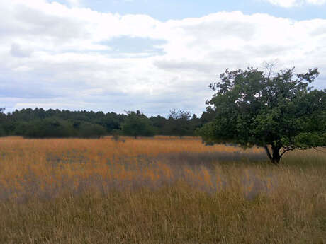 Sentier de balade de la Réserve naturelle de Marolles