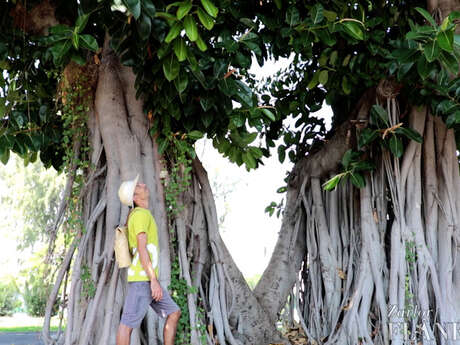 Zarlor botanical guided walking tour - Learn about Le Port from the trees