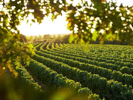 Routes des vins 'Terroir de Brem sur Mer' Routes des vins 'Terroir de Brem sur Mer'