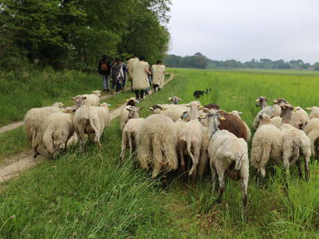 La transhumance du marsan