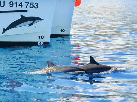 ZARLOR THRILLS AND SPILLS BOAT-BASED WHALE-WATCHING