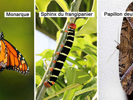 Monarque / Sphinx du frangipanier / Papillon deuil