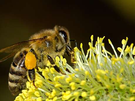 Fleurs et pollinisateurs