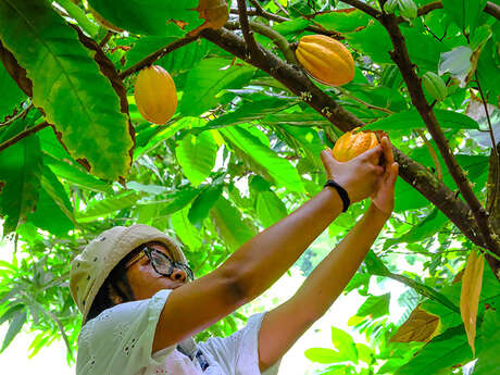 K’féco - Plantation Cacao