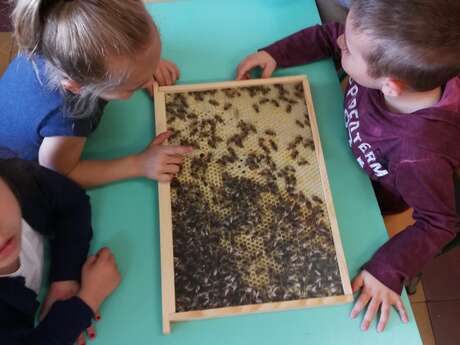 Discovering the world of bees