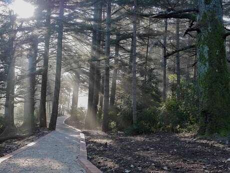 Chemin des cèdres