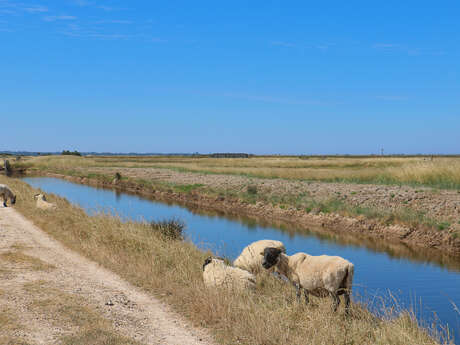 Parcours 10 - La plage et le sentier des Polders 3 km - 1 h