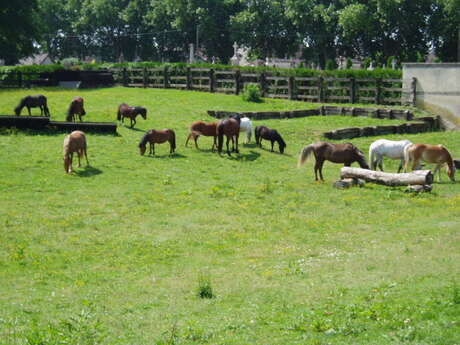 Centre équestre et poney club - Gîte loisirs Méry