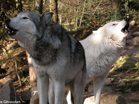 PARC DES LOUPS DU GEVAUDAN