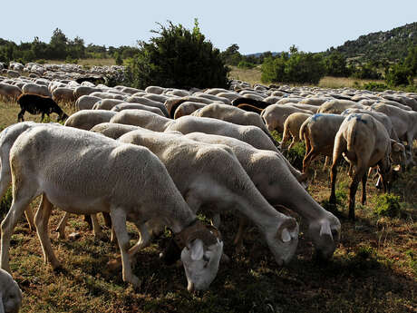 RANDO L'agropastoralisme du Causse Noir