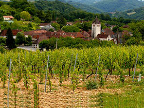 Dans les Vignes de Glanes Dans les Vignes de Glanes