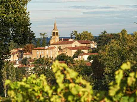 VIGNE ET GASTRONOMIE - PR® n°8
