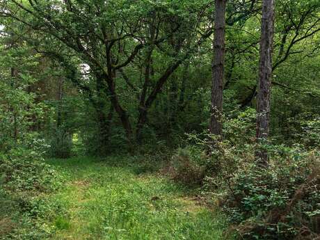 BOIS DES MOINES