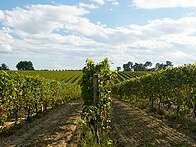CHASSES EN GASCOGNE