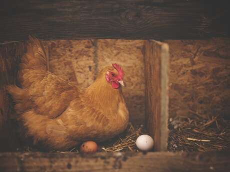 FERME DU HALICOT