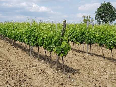 ARMAGNAC DUBOURDIEU