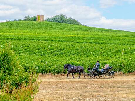 DOMAINE DES COTEAUX DU MOULIN