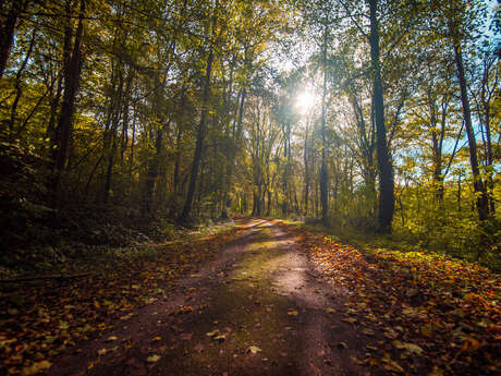 Une forêt plus grande que Paris