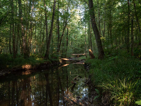 La forêt de Saint-Michel