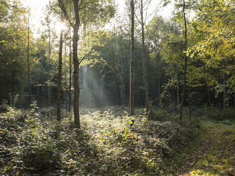 Le sentier de l'étang