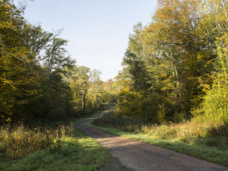 Une belle forêt Française