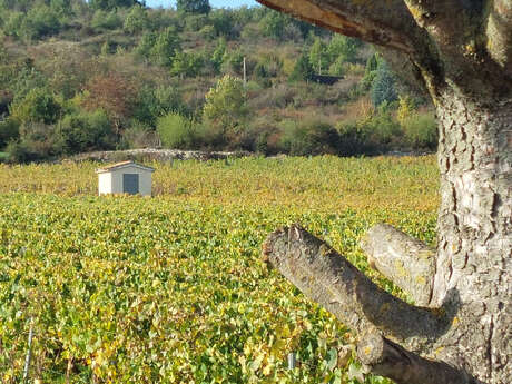 Les Jeudis Vignobles & Découvertes - Dégustation insolite - Au cœur des vignes de Rully