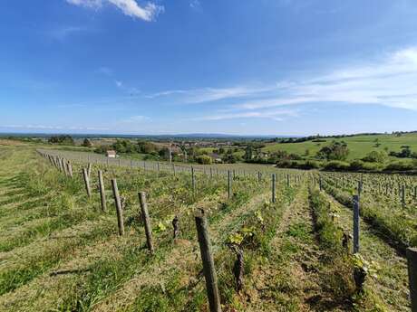 Immersion dans les vignes