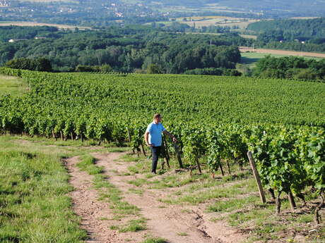Vignobles & Découvertes Thursdays - Picnic in the vineyards