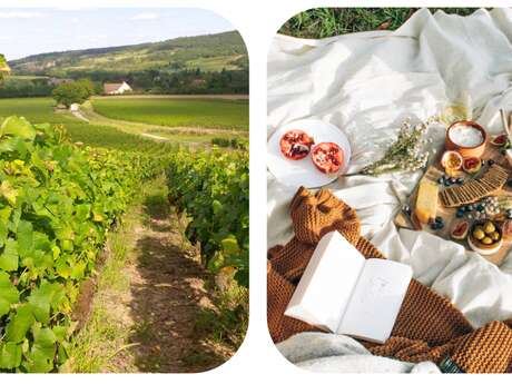 Pique-nique dans les vignes - Maison Vitteaut-Alberti