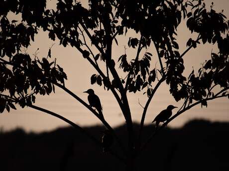 Balade nocturne